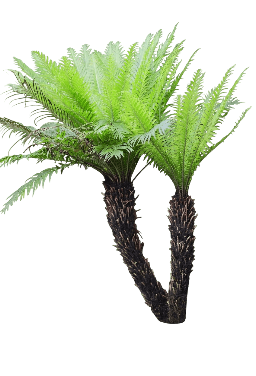 Dwarf Tree Fern (Oceaniopteris Gibba) - Perennials