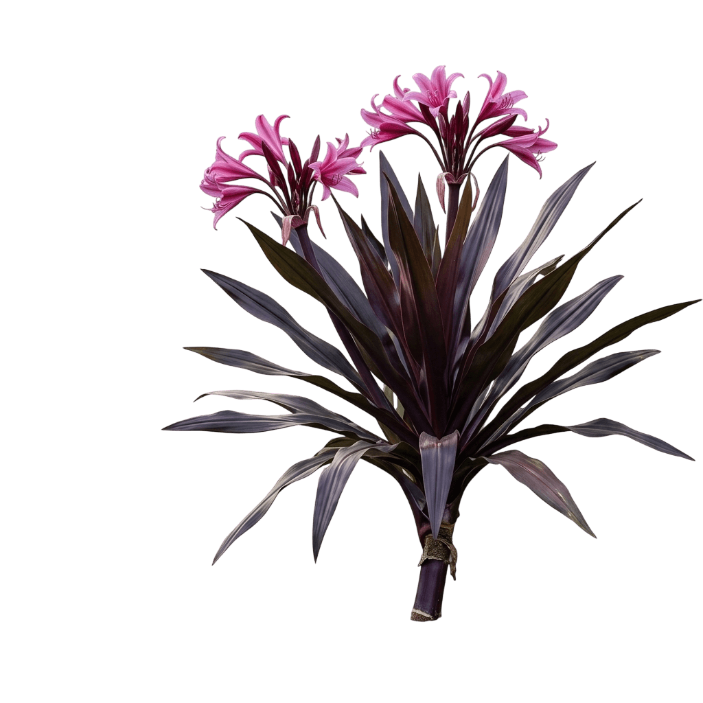 Wine Time (Crinum Menehune 'Wine Time') - Ground Layers