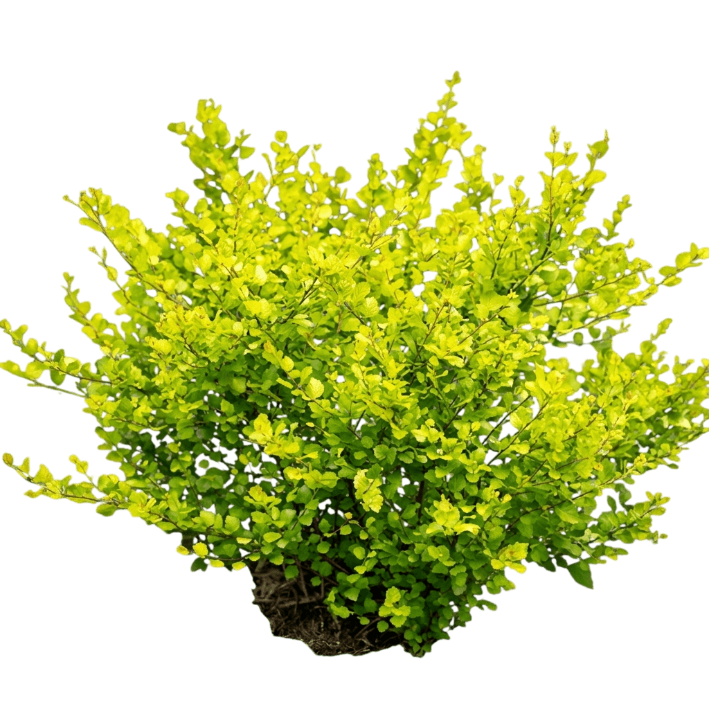 dwarf golden birch 'golden treasure' cesky gold® (Betula X Plettkei Birch 'Golden Treasure') - Shade trees