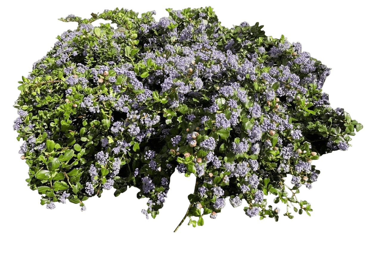 Anchor Bay ceanothus (Ceanothus Gloriosus 'Anchor Bay') - Groundcovers
