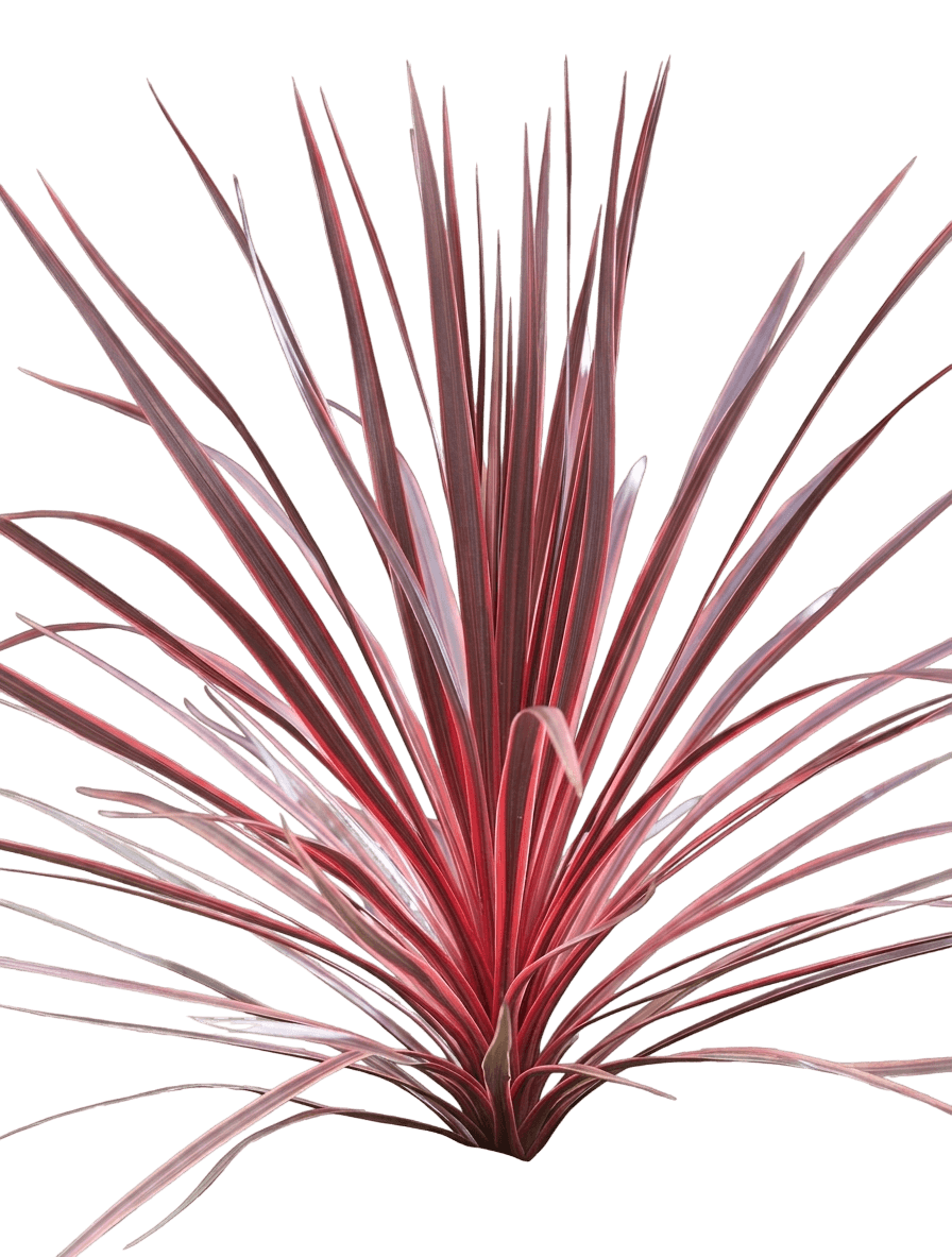 Firestorm (Cordyline 'Firestorm') - Ground Layers