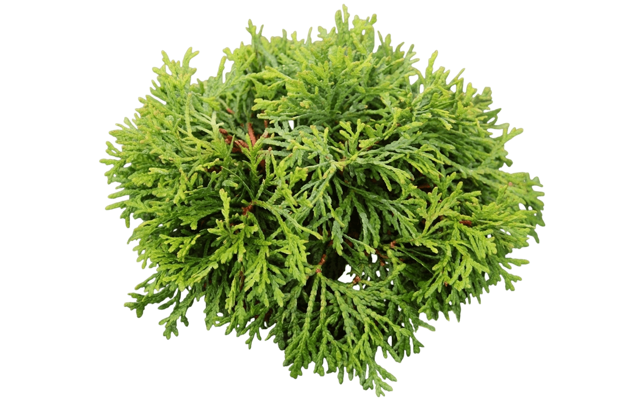 Primo® Dwarf Arborvitae (Thuja Occidentalis Var. Occidentalis 'Islprim') - Evergreen Trees