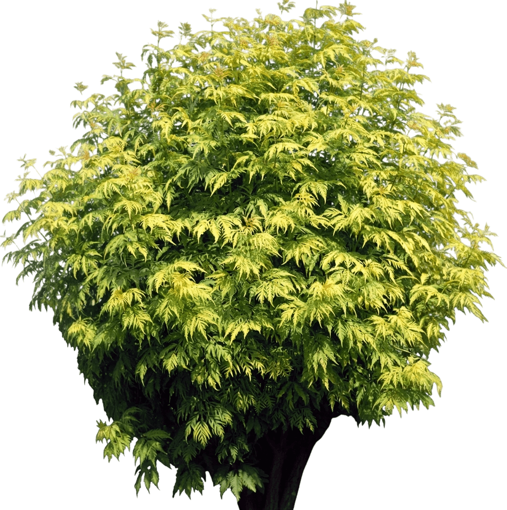Elderberry, Sutherland Cutleaf Golden (Sambucus Racemosa 'Sutherland Golden') - Ground Layers