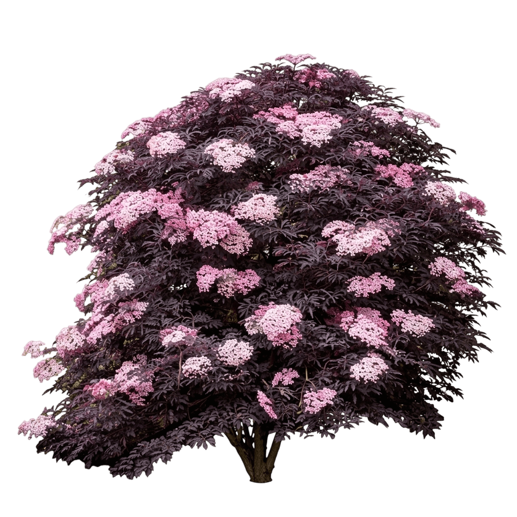 Laced Up® Elderberry (Sambucus Nigra Var. Nigra 'Snr1292') - Shrubs