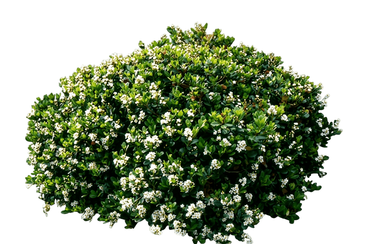 Yeddo Hawthorn (Rhaphiolepis Umbellata) - Ground Layers