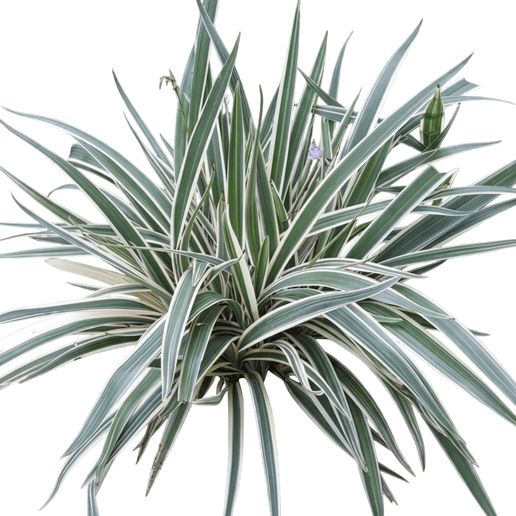 Flax Lily (Dianella Silver Border 'Flax Lily') - Ground Layers