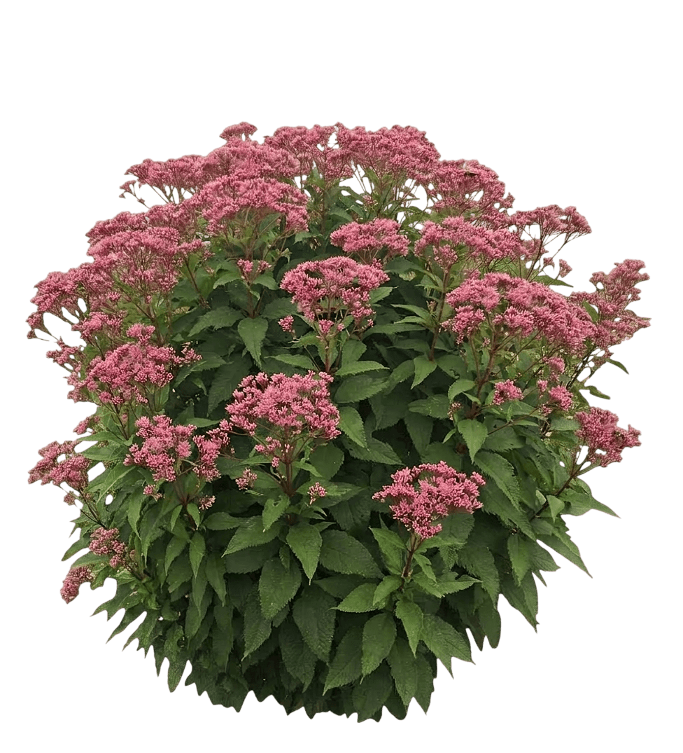 Gateway Joe - Pye Weed (Eupatorium Purpureum Var. Purpureum) - Perennials