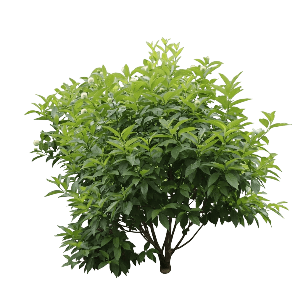 Sugar Shack® Buttonbush (Cephalanthus Occidentalis Var. Occidentalis 'Smcoss') - Shrubs