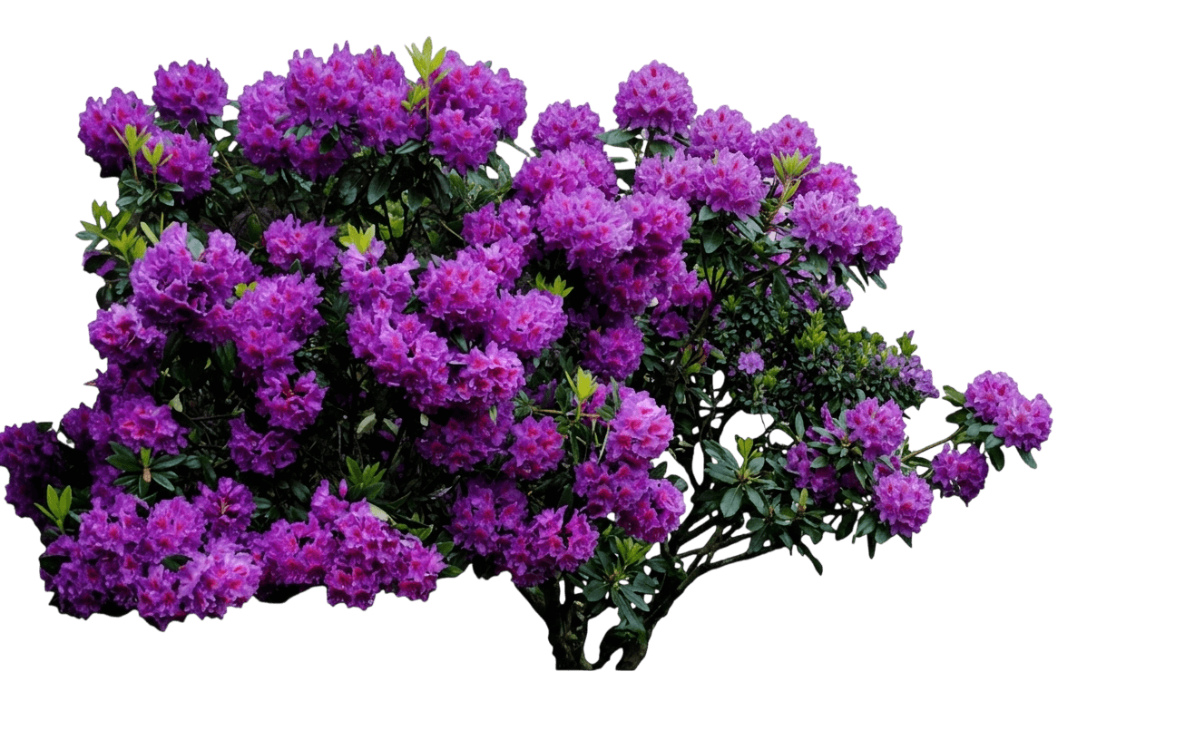 Purple Passion Rhododendron (Rhododendron 'Purple Passion') - Ground Layers