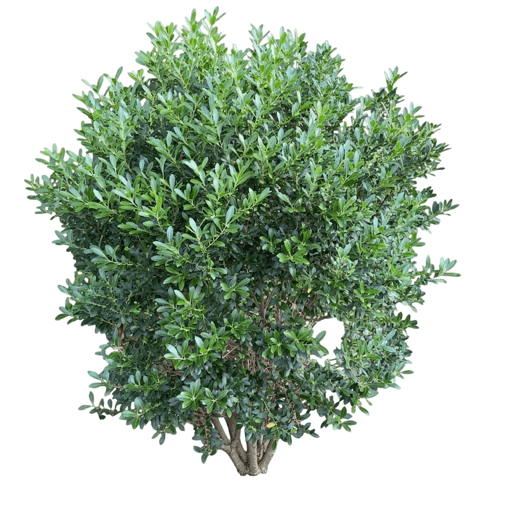 Forever Emerald™ Inkberry (Ilex Glabra Var. Glabra 'Alexander') - Shrubs