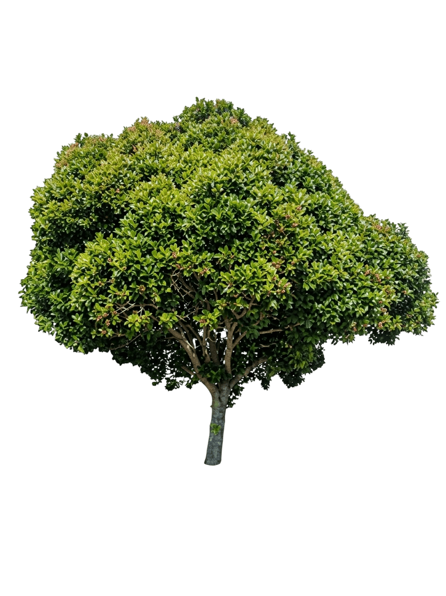 lilly pilly (Syzygium Hemilamprum Hemilamprum) - Evergreen trees