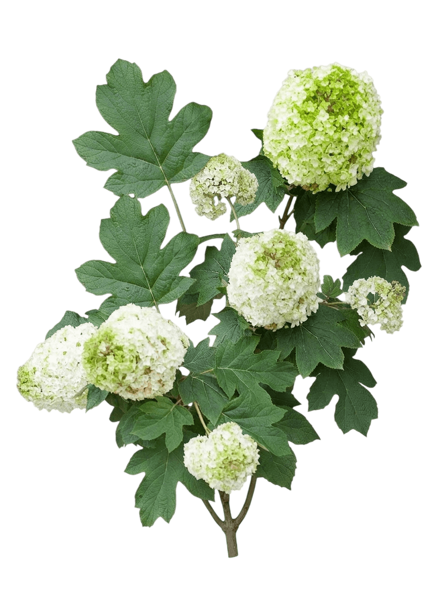 Gatsby Moon® Oakleaf hydrangea (Hydrangea Quercifolia Pp 25,413 Var. Quercifolia 'Brother Edward') - Shrubs