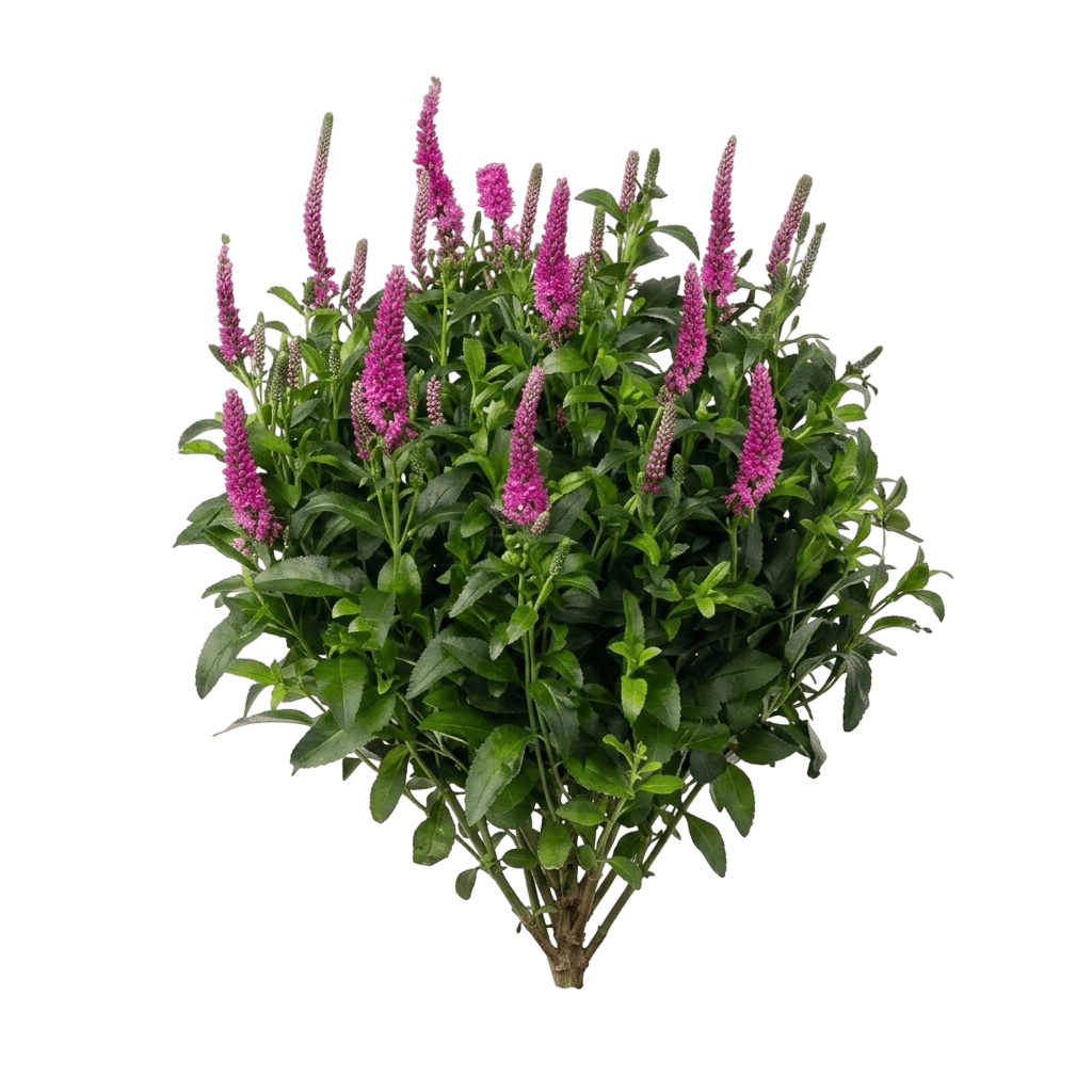 Candela Blue Speedwell (Veronica Longifolia 'Candela Blue') - Perennials