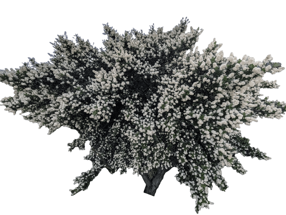 whitebark ceanothus (Ceanothus Leucodermis) - Shrubs