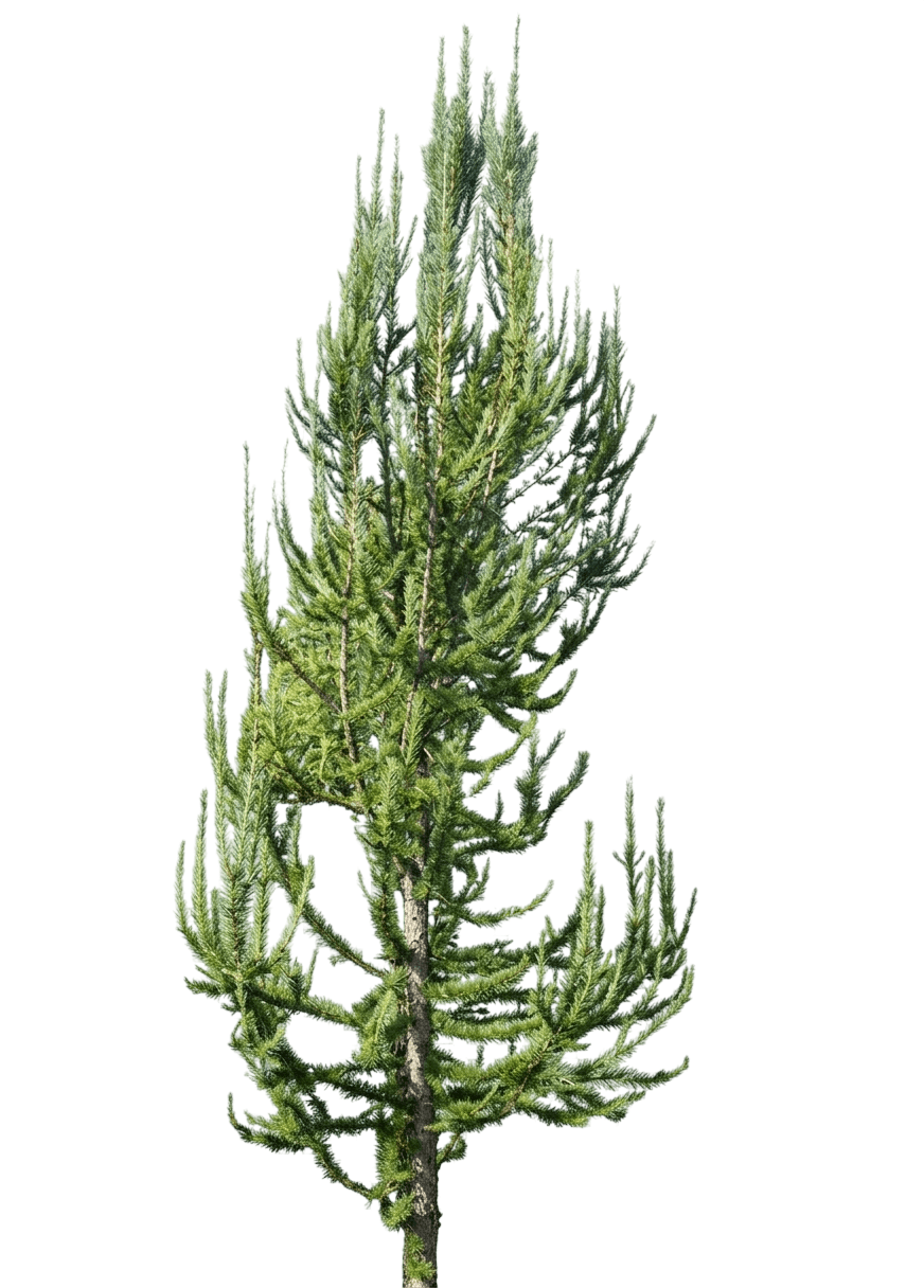 Jacobsen'S Columnar Japanese Larch 'Jacobson' (Larix Kaempferi S Pyramid 'Jacobson') - Shade Trees