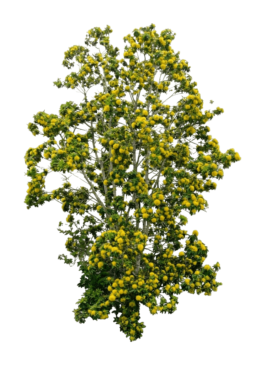 Little Goldie (Xanthostemon Chrysanthus 'Little Goldie') - Ground Layers
