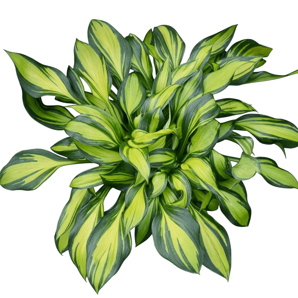 Hosta Plantain Lily 'Rainbow' (Hosta S End' Pp17451 'Rainbow') - Perennials