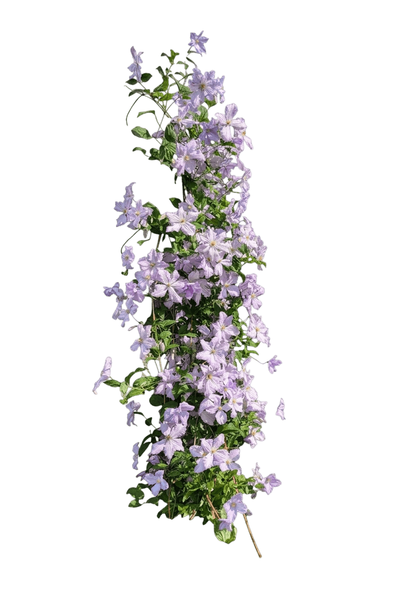 Filigree Clematis (Clematis Var. Hybrid 'Filigree') - Perennials