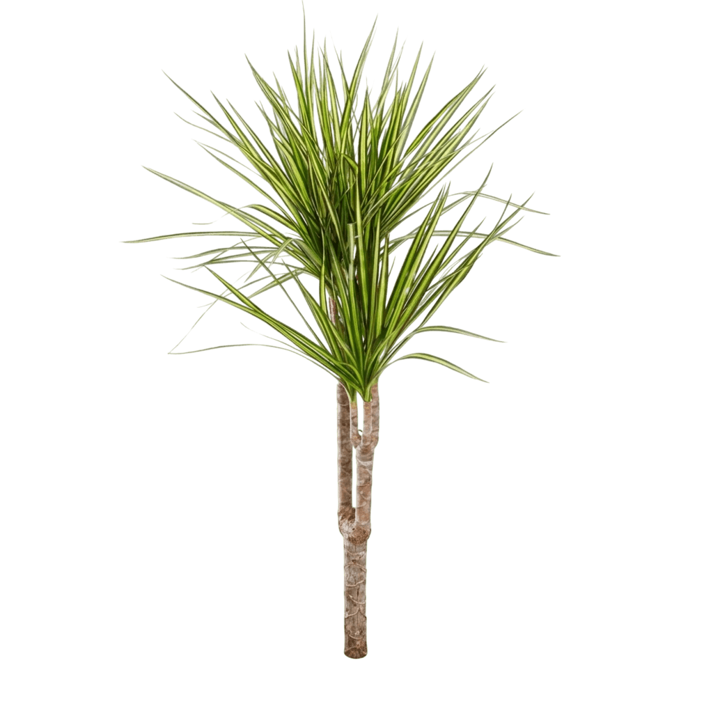 Sunray Madagascar Dragon Tree (Dracaena Reflexa Var. Angustifolia Var. Angustifolia 'Sunray') - Indoor Plants