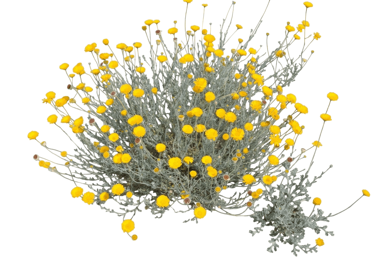 desert marigold (Baileya Multiradiata) - Perennials