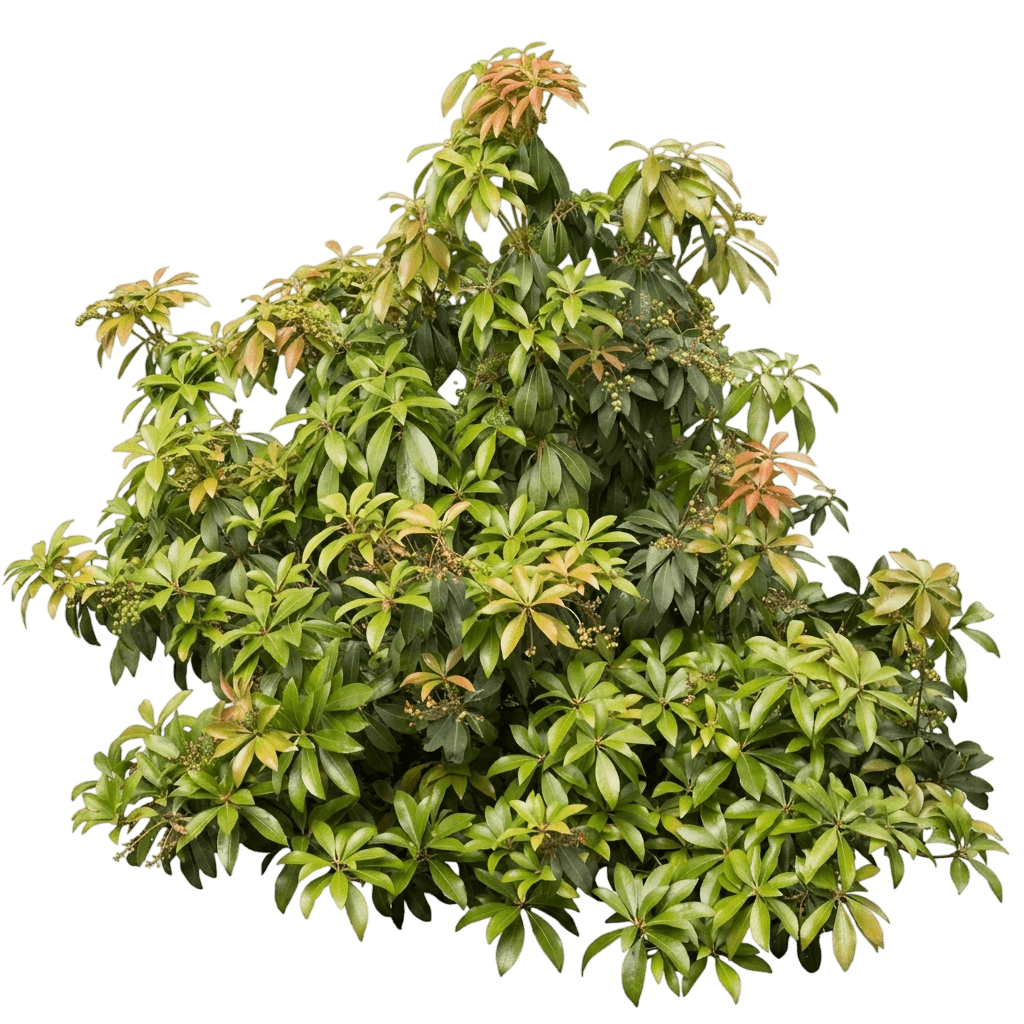 Enchanted Forest Impish Elf Pieris (Pieris Japonica 'Shy') - Shrubs