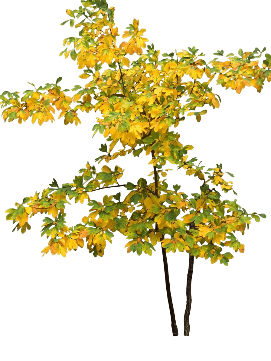 sassafras clump (Sassafras Albidum Clump Form) - Flowering Trees