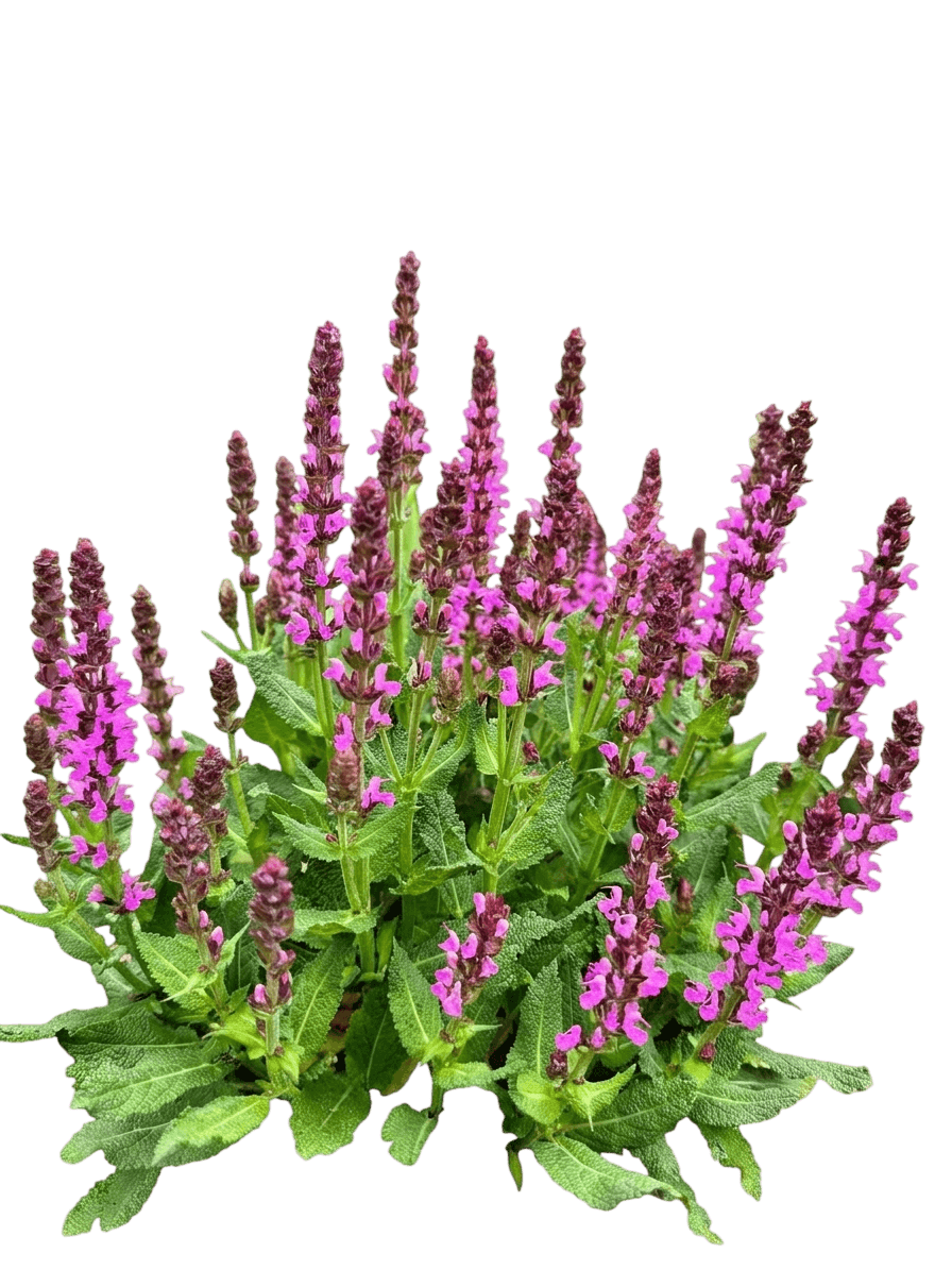 Apex Pink Meadow Sage (Salvia Nemorosa 'Apex Pink') - Perennials