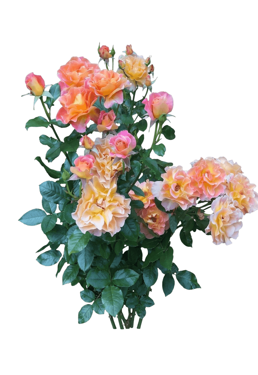 Rosie the Riveter rose (Rosa 'Wekzazou') - Ground Layers