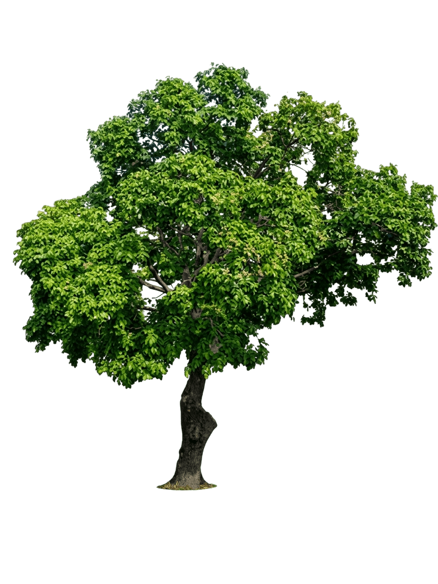 Burdekin Plum (Pleiogynium Timoriense) - Fruit Trees