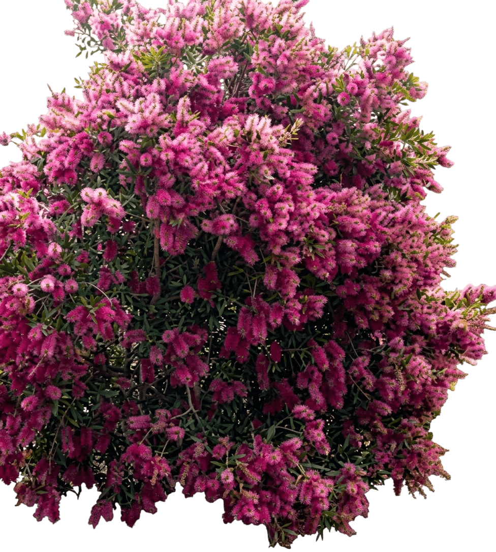 taree pink (Callistemon Bottlebrush 'Taree Pink') - Ground-layer plants