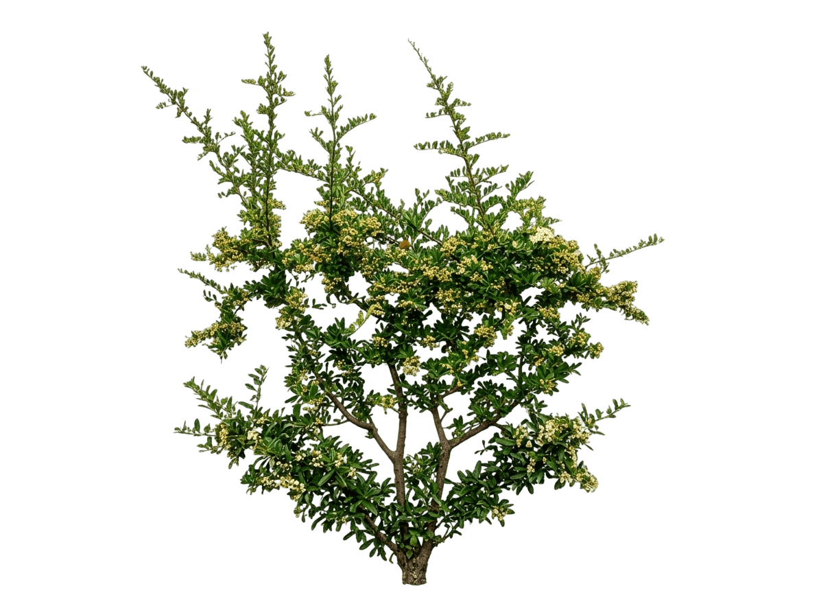 Pyracantha, Graber'S (Pyracantha Fortuneana 'Graberi') - Ground Layers