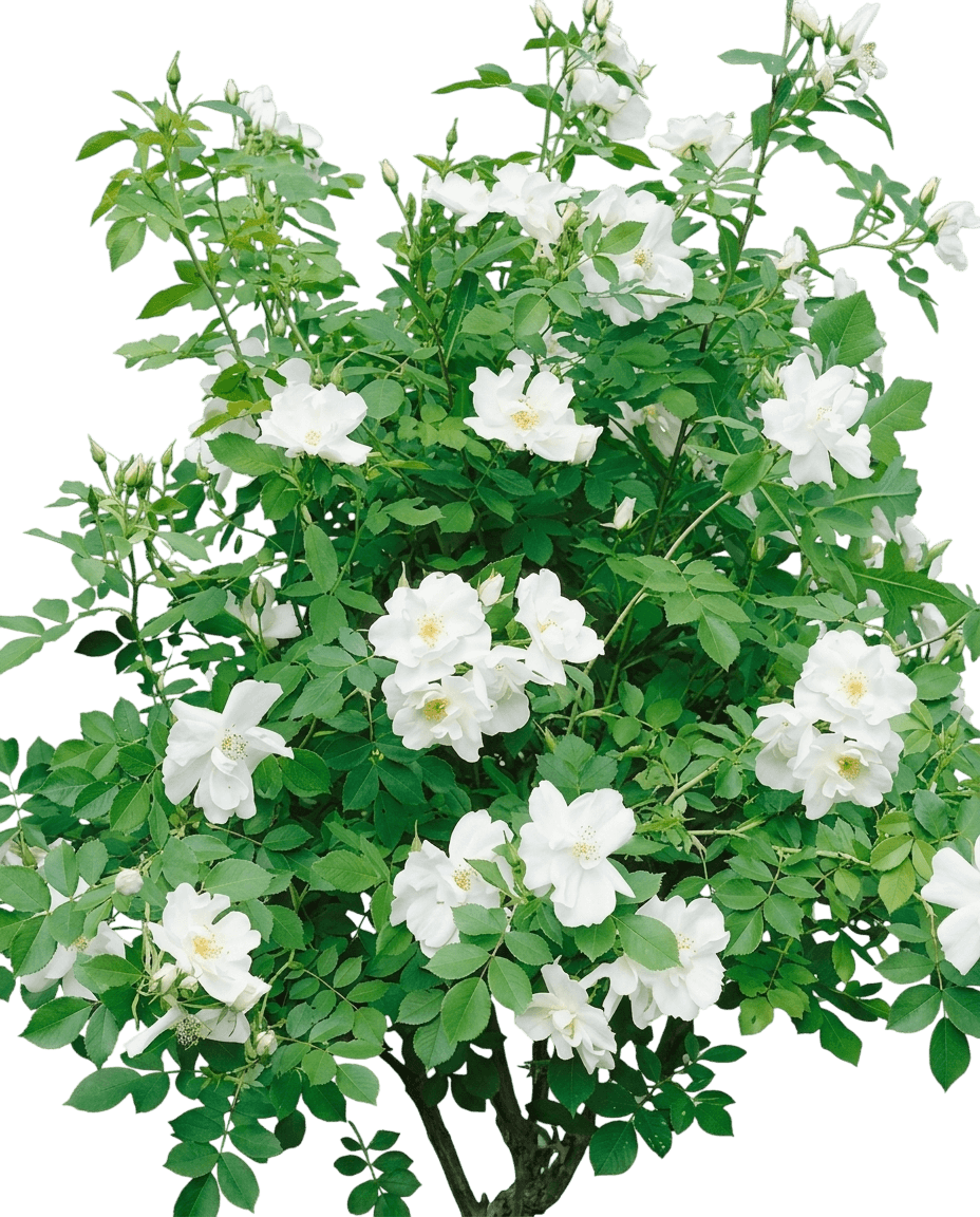 Rose, Morden Snowbeauty (Rosa X 'Morden Snowbeauty') - Ground Layers