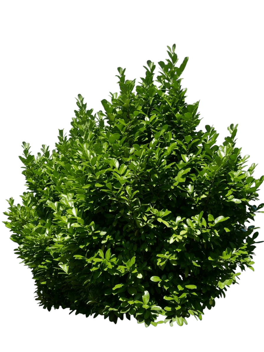 Jade Enchantress Cherry Laurel (Prunus Laurocerasus 'Jade Enchantress') - Ground Layers
