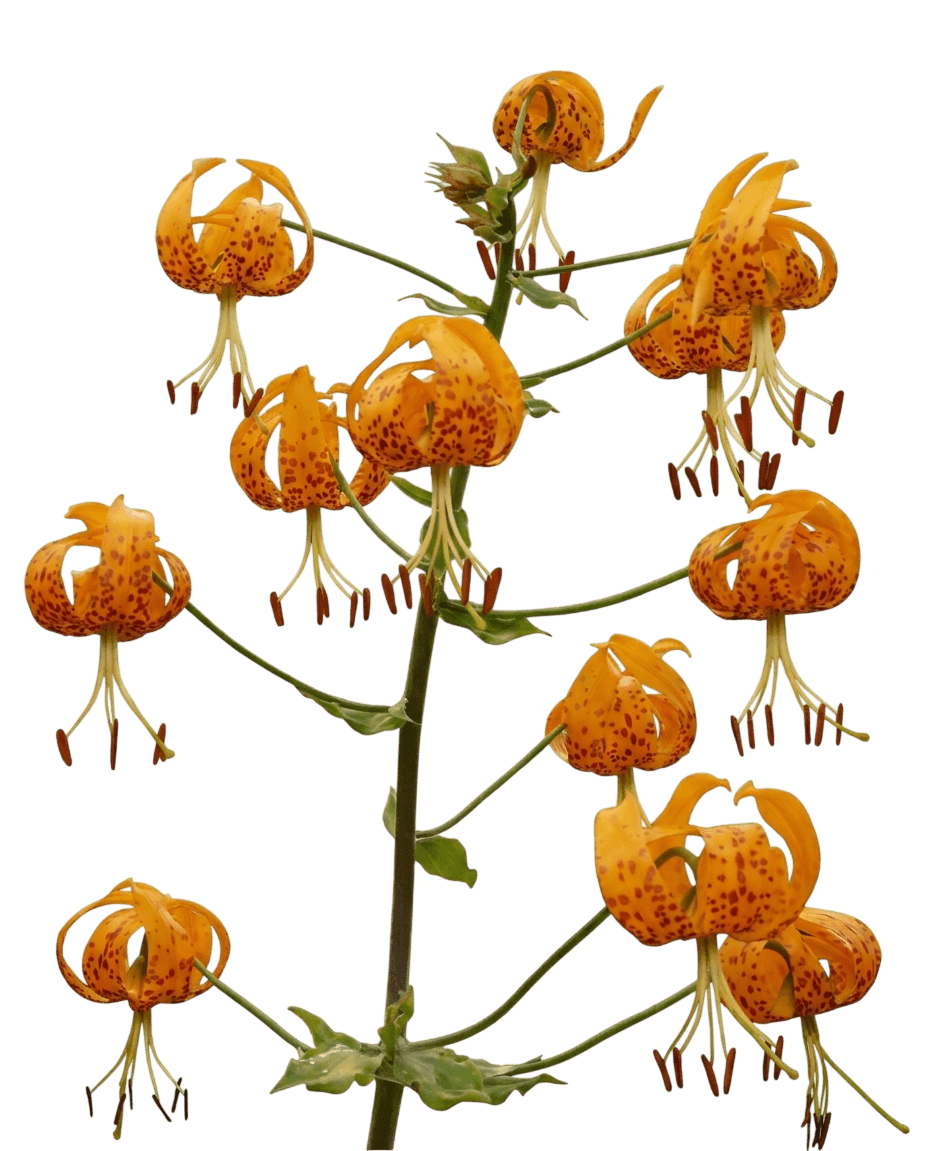 Humboldt lily (Lilium Humboldtii) - Perennials