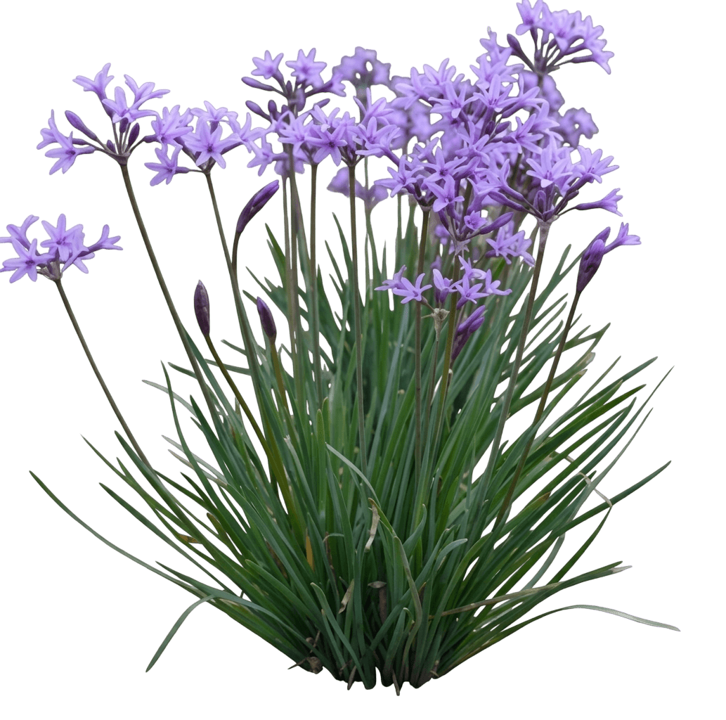Society Garlic (Tulbaghia Violacea 'Society Garlic') - Ground Layers