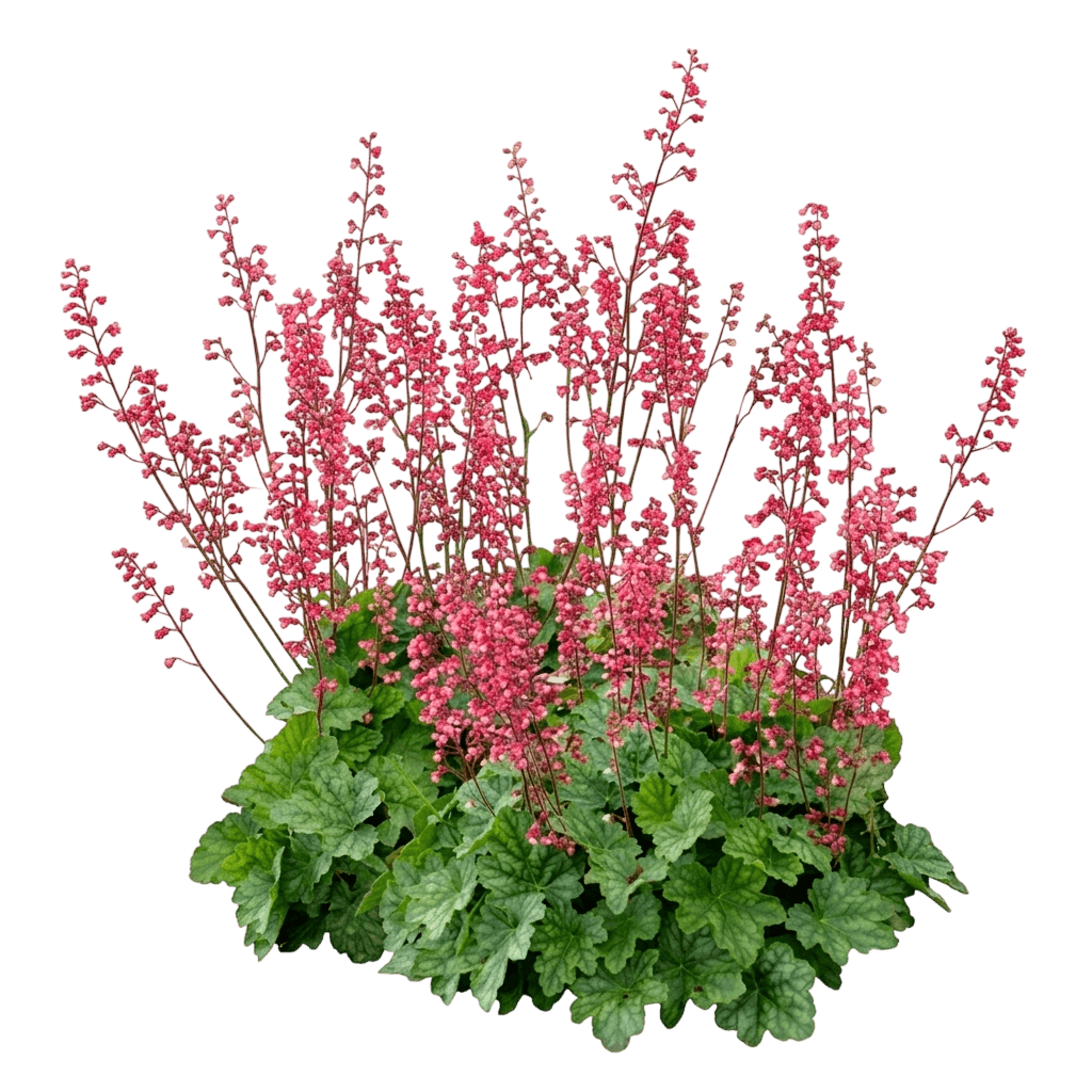 Ruby Tuesday Coral Bells (Heuchera 'Ruby Tuesday') - Perennials