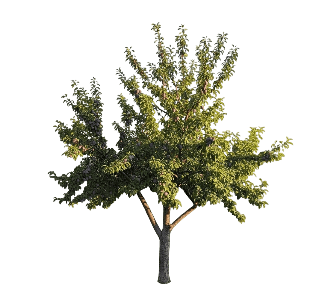 Elephant Heart Plum (Prunus Salicina 'Elephant Heart') - Fruit Trees