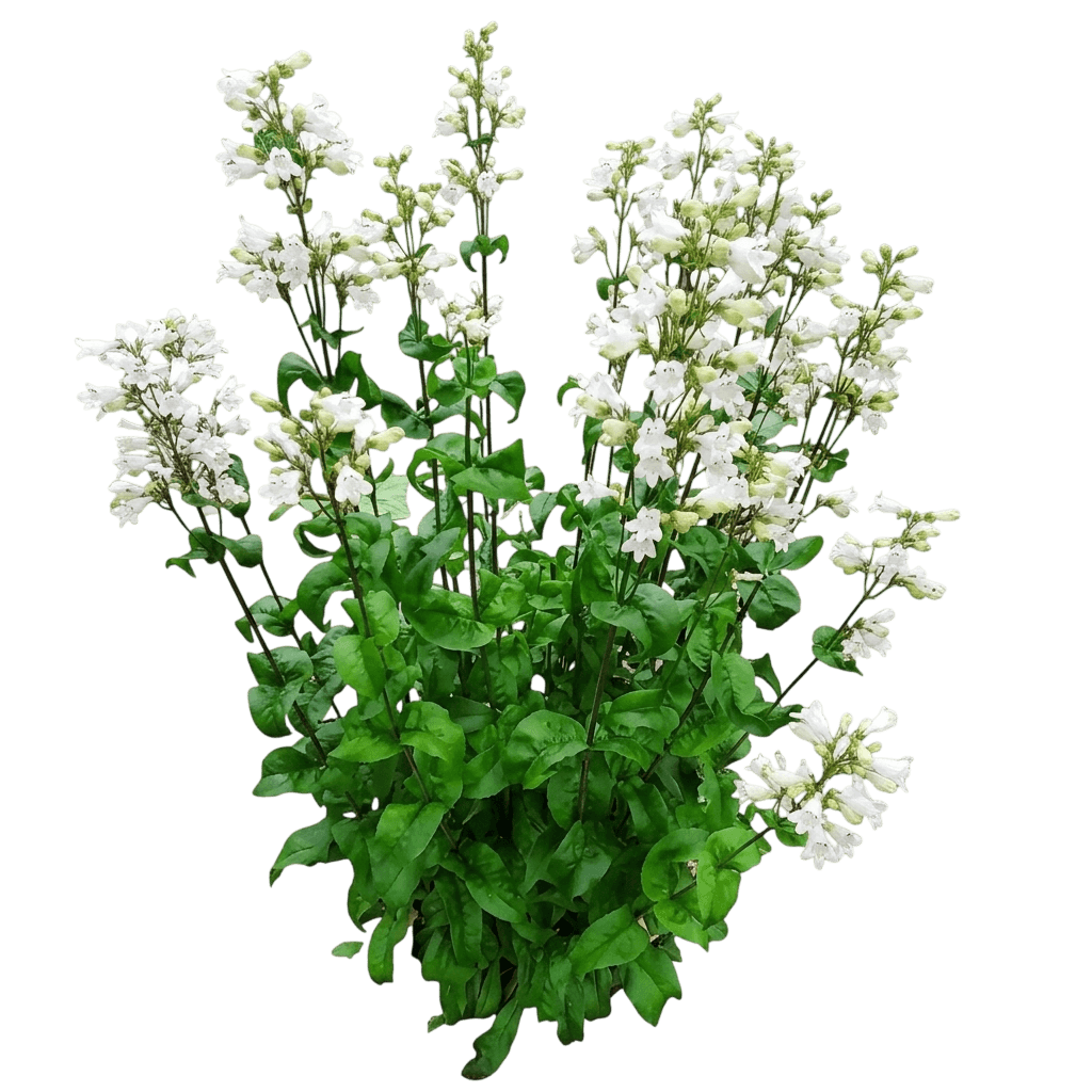 Dakota™ Verde Penstemon (Penstemon Digitalis Var. Digitalis 'Tnpendv') - Perennials