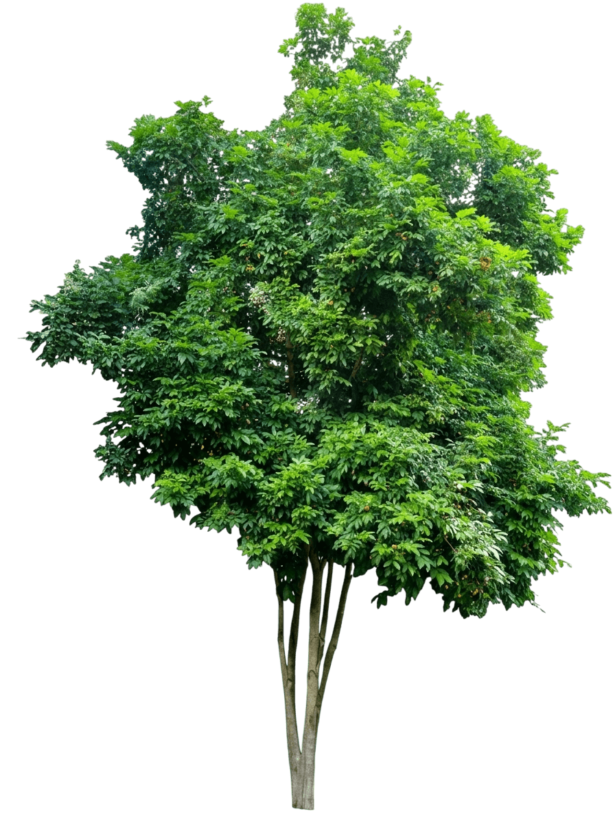 Tulipwood (Harpullia Pendula) - Evergreen Trees