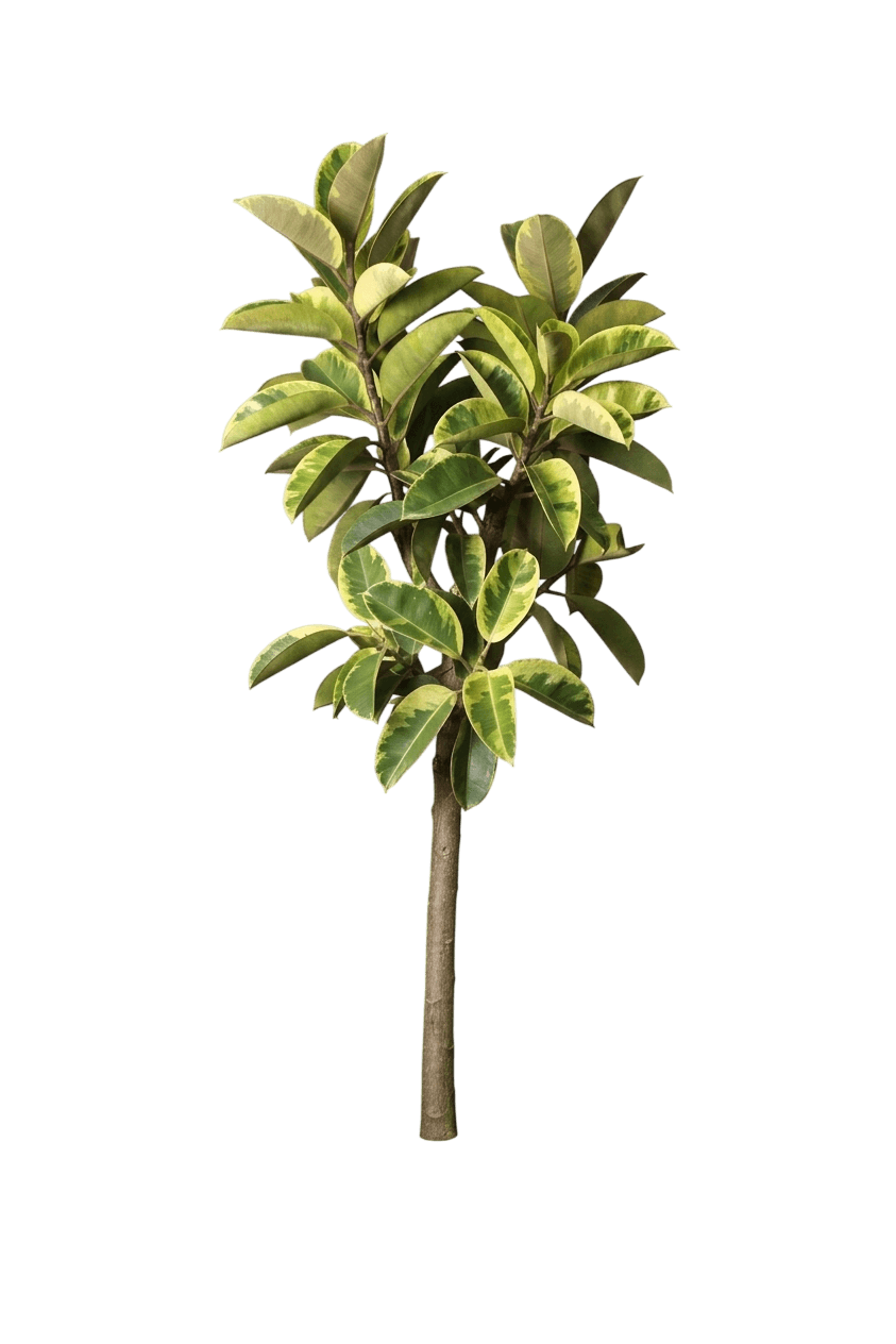 Shivereana Moonshine rubber plant (Ficus Elastica 'Schrijveriana') - Indoor Plants