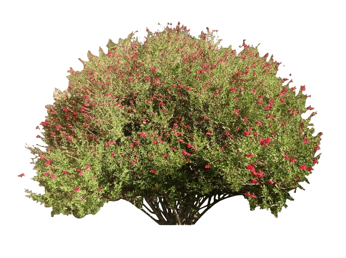 Visional Fuchsia Autumn Sage (Salvia Greggii 'Visional Fuchsia') - Perennials