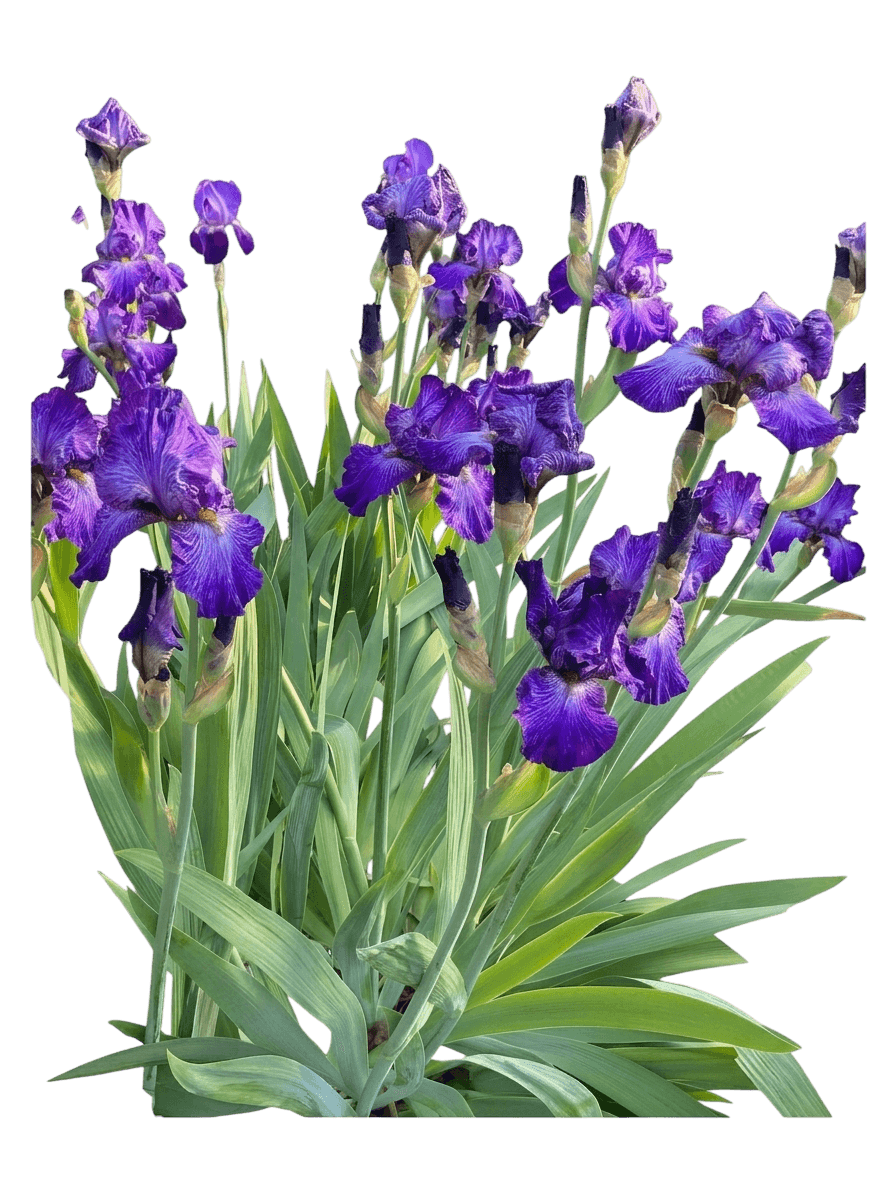 Invitation Tall Bearded Iris (Iris Germanica Var. Germanica 'Invitation') - Perennials
