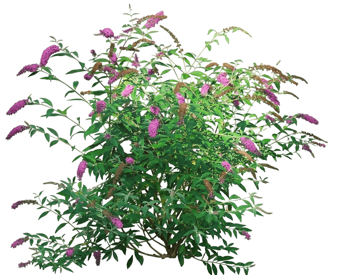 Nanho Blue Butterfly Bush (Buddleja Davidii 'Mongo') - Ground Layers