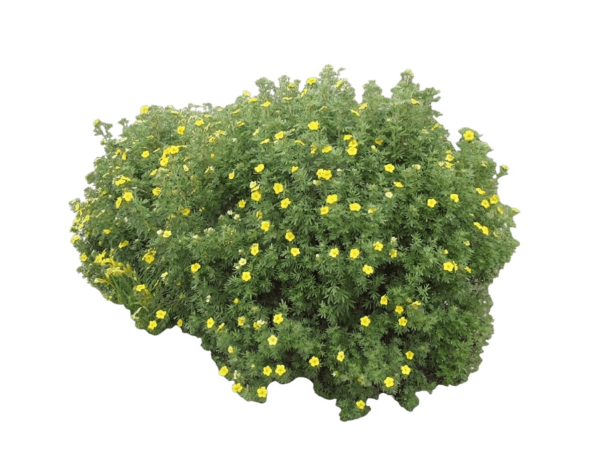 Happy Face Hearts® Potentilla (Potentilla Fruticosa Var. Fruticosa 'Smnpps') - Shrubs