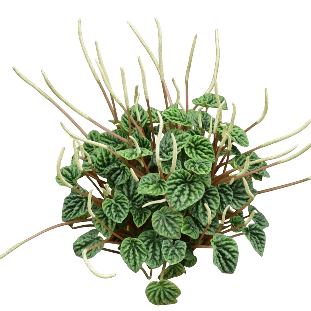 Emerald Ripple Peperomia (Peperomia Caperata 'Emerald Ripple') - Indoor Plants