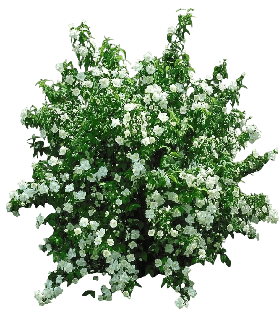 Pearls Of Perfume Mockorange (Philadelphus 'G15097') - Ground Layers