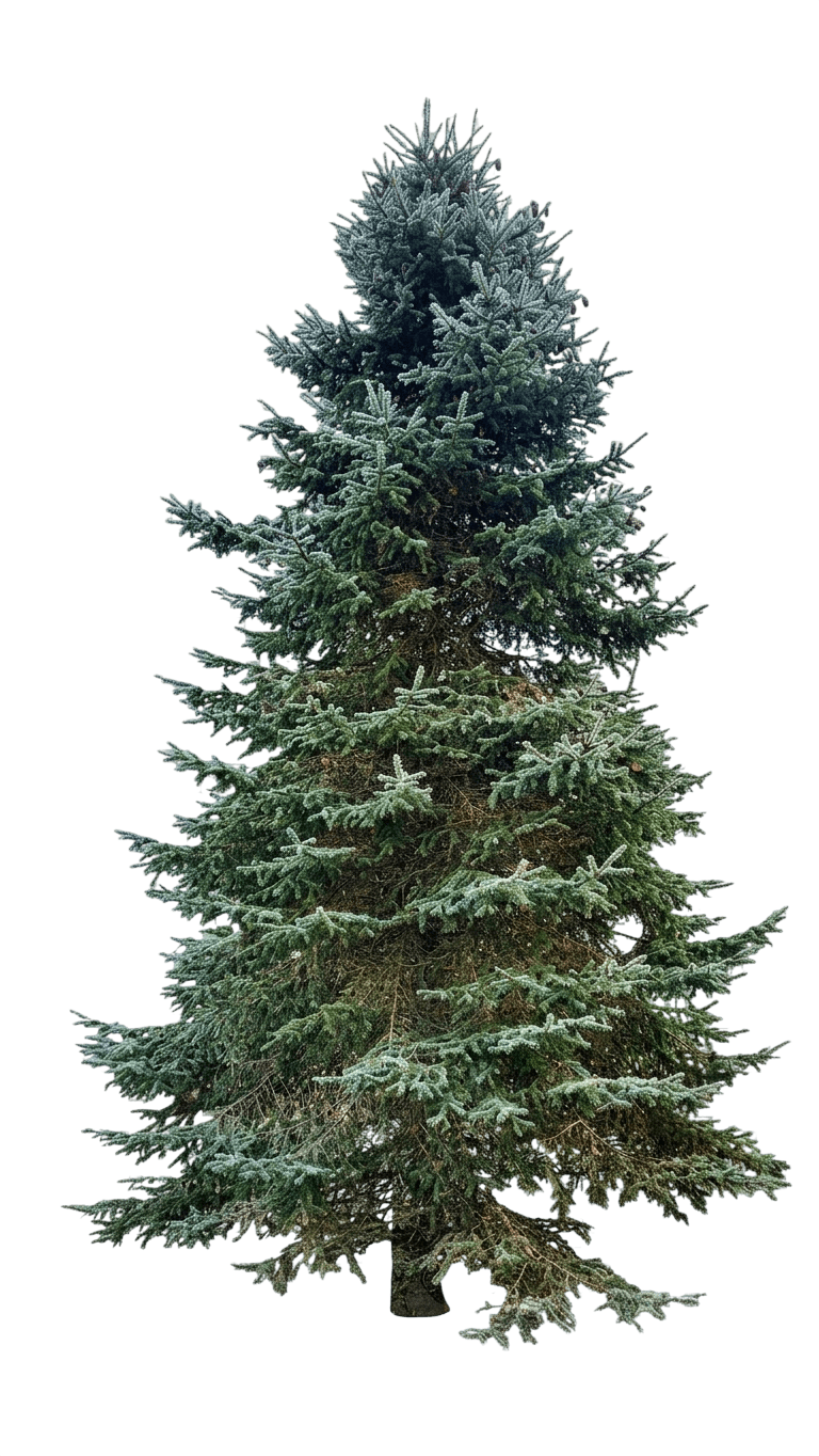 Siberian Spruce (Picea Obovata) - Evergreen Trees