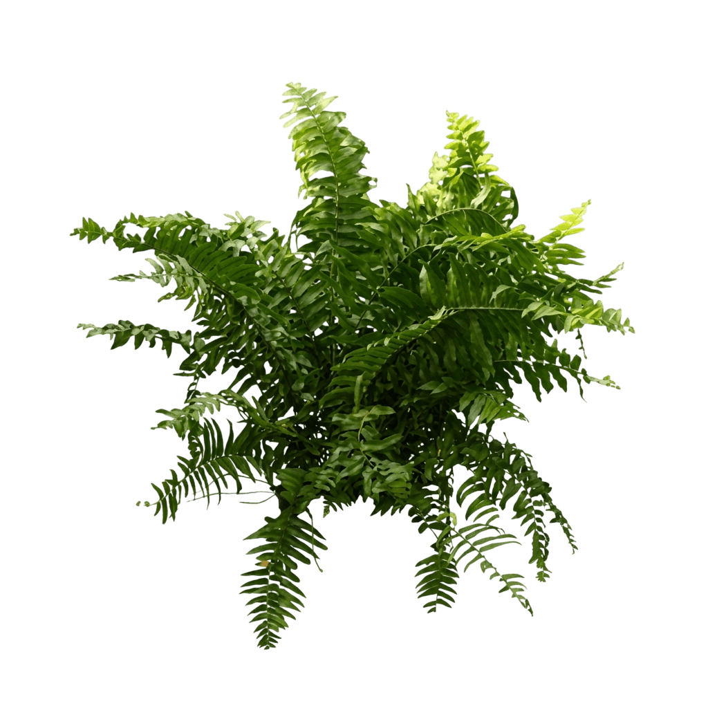 Macho Fern (Nephrolepis Biserrata) - Ground Layers