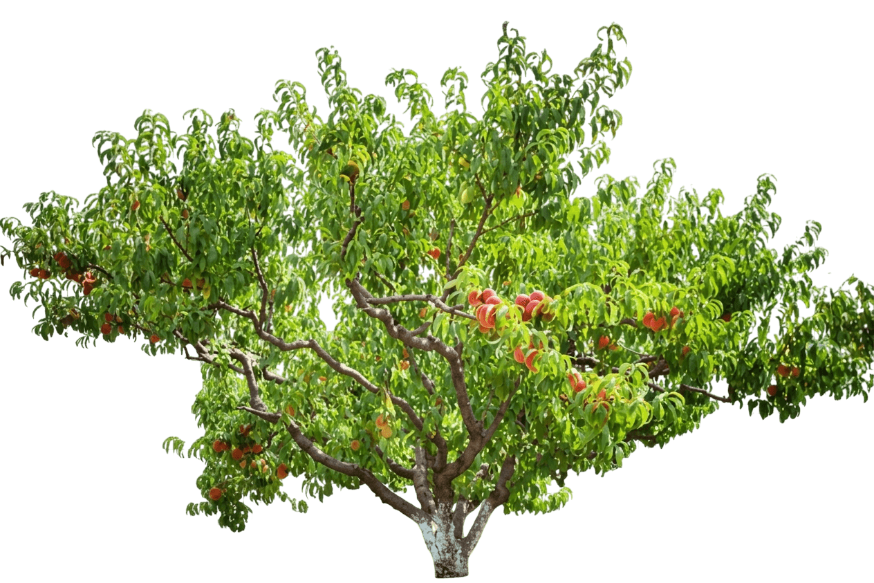 Peach, Polly (Prunus Persica ‘Polly’) - Fruit Trees