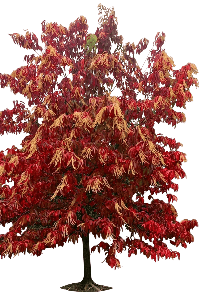 Sourwood (Oxydendrum Arboreum) - Flowering Trees
